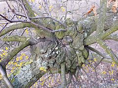 Haustorium gązewnika europejskiego