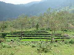 Ruộng bậc thang ở M'Drắk