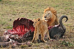 Erkek aslan ve yavrusu bir Afrika mandasını yerken. Güney Afrika, 2004.