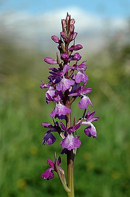 Virágzó Anacamptis palustris subsp. robusta