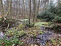 Naturschutzgebiet Hülser Bruch.jpg