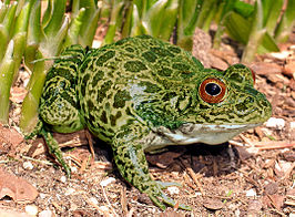 Lithobates capito