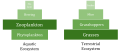 A numbers pyramid shows the relevant number of organisms that each trophic level occupies in an ecosystem. Often, there are more producers than consumers, however, it can also be seen in many ecosystems that there are more primary consumers that producers.