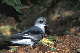 Hamvasszárnyú viharfecske (Oceanodroma furcata)