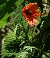 Saat-Mohn (Papaver dubium) mit runzeliger Knospenlage.