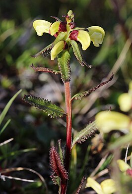 Laplands kartelblad