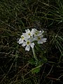 Primula magellanica i Argentina, eneste nøkleblom på den sørlige halvkula