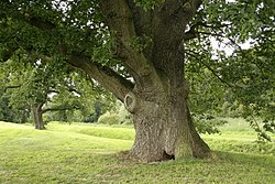 Alte Eiche in Enghien in Belgien