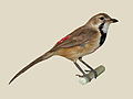 Rosy-patched shrike (female) specimen Nairobi National Museum