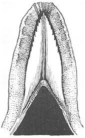 The underside of the lemur tongue showing the sublingua with its serrated tip