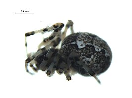 Theridion rabuni