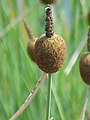 Typha minima