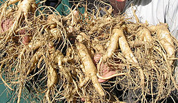 Ginseng