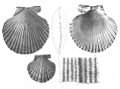 Fossiele schelpen uit Pliocene afzettingen bij Antwerpen