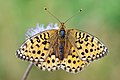 Argynnis aglaja Grote parelmoervlinder