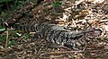 Argentine black and white tegu