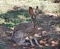 Black-tailed Jackrabbit