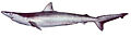 Hardnose shark (Carcharhinus macloti)