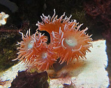 Light brown polyps form a colony