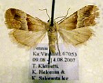 Eublemma parva – Specimen