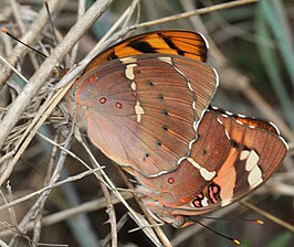 Euthalia nais