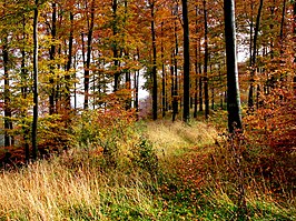 Herfst in het Teutoburgerwoud