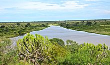 A view of a river in midsummer in the Kruger National Park. It features a river surrounded by lush, green vegetation.