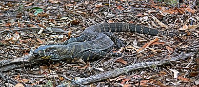 Demonstrating camouflage