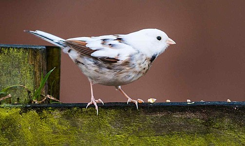 Lösistik bataklık kiraz kuşu (Emberiza schoeniclus)