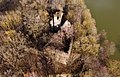 Burgruine Leonrod, ehemalige Wasserburg mit Vor- und Hauptburg