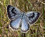 Η μεγάλη μπλε πεταλούδα είναι μιμητής μυρμηγκιών και κοινωνικό παράσιτο.