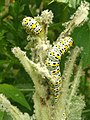 Mullein moth caterpillar