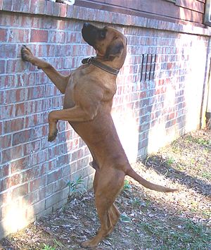 Black Mouth Cur