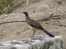 West-Mexicaanse chachalaca