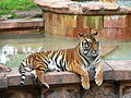 Tiger (Panthera tigris)