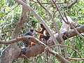 Westafrikanischer Stummelaffe Western Red Colobus