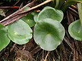 Foliage