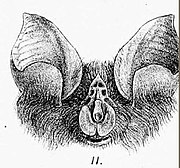 Drawing of bat