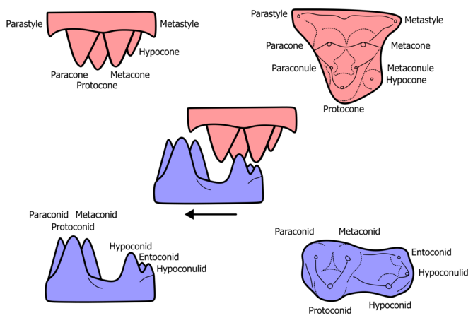 A diagram of generalized tribosphenic molars with notable features labelled. Upper left molar in pink, lower left molar in blue. Mesial (forwards) is to the left. Teeth are depicted in left lateral view (left side and center of the image) or occlusal view (right side of the image).