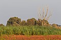 Abgestorbener Baum