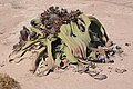 Welwitschia mirabilis, Gnetophyta