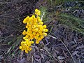 unknown Yellow flower