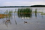 Enten und Gänse im Pulmezke-See