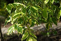 Acer negundo 'Variegatum'