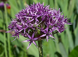 Bíborfekete hagyma (Allium atropurpureum) virága