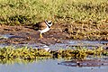 Charadrius hiaticula