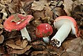 !!Russula nobilis!!