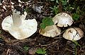 Calocybe gambosa (Gen. Calocybe)