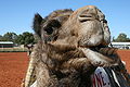 Camel chewing.