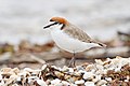 Red-capped Plover in breeding plumage